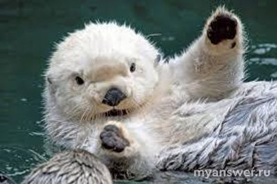 Как решить задание ВСОШ по Экологии для 5-6 класса "Хищники" про каланов?