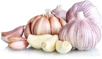 Чем отличается чеснок из семян от чеснока выращенного из зубчиков?