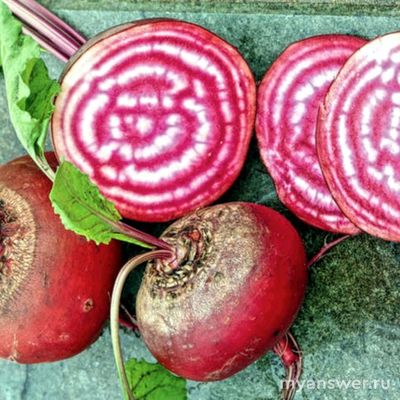 Как называется сорт свеклы с белыми и красными кольцами?