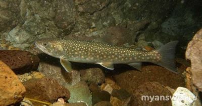 Что такое "Кунджа"?