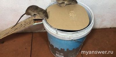 Какие мышеловки считаются самыми лучшими?