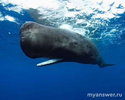 Какой кит и почему стал символом штата Коннектикут?