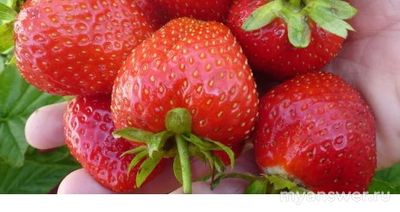 Клубника "Мурано" когда последний срок посадки осенью?