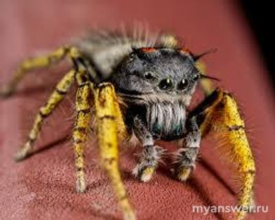 Багира Киплинга, Акела, Мессуа и Нагайна из Латинской Америки. Кто такие?