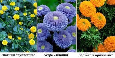 Самое большое количество лепестков. У какого цветка?