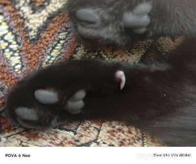 У кошки на одной задней ноге коготь, который просто болтается. Что это?