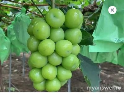 Что за огромный виноград появился в Перекрестках и вкусвилл, см?