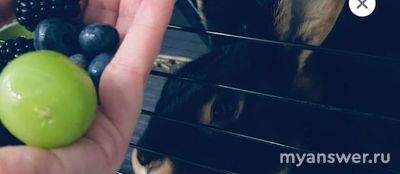 Что за огромный виноград появился в Перекрестках и вкусвилл, см?