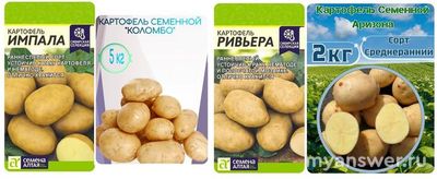 Какой сорт картофеля не боится жары?