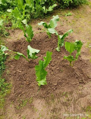 Как сажать хрен, чтобы потом было легко выкапывать корни?