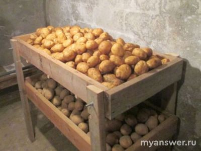 Что такое лежкость картофеля?