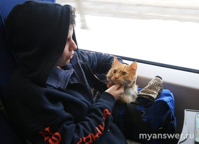 Что делать, если пропал питомец?