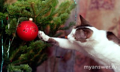 Как защитить eлку от кота, а кота от eлки?