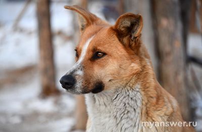 Что делать при встрече с бездомными собаками?