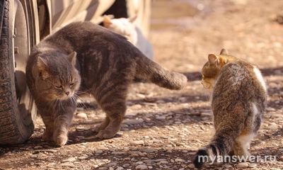 Как помочь бездомным кошкам в холодное время года?