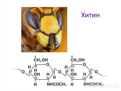 Если скинуть сколопендру с большой высоты, она разобьётся?