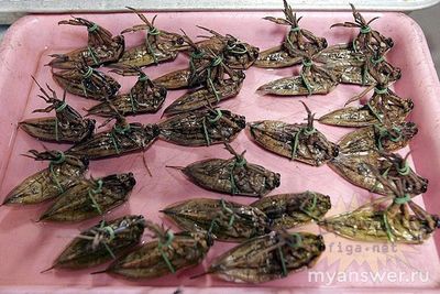 Нормальны ли люди, которые едят насекомых?