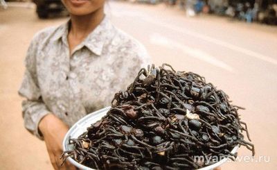Нормальны ли люди, которые едят насекомых?