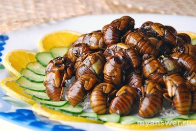 Нормальны ли люди, которые едят насекомых?
