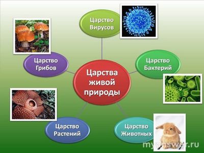 Как ответить: К царству Животных относится фото с садом или птицей (см.)?