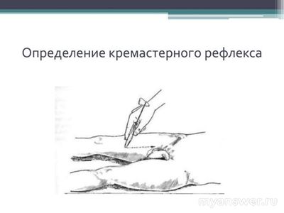 Кремастерный рефлекс - что это такое?