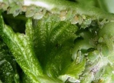 Крыжовниковая побеговая тля. Как бороться?