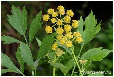 Какой цветок соответствует имени София?