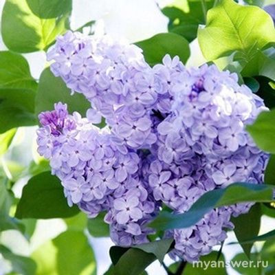 Какой цветок соответствует имени София?