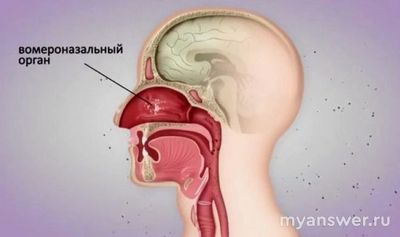 Правда ли, что мужчина выбирает себе женщину по запаху?