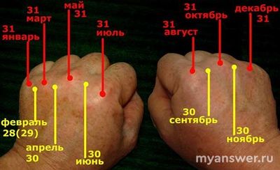 С помощью чего можно быстро определить число дней в каждом месяце?