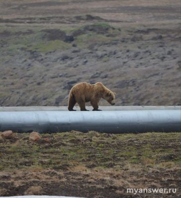 Чем бы Вы занялись, если... (см.пояснения)
