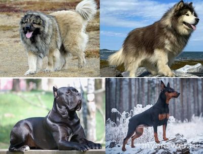 Что полезней для собаки: жить в доме или в собачьей будке во дворе?