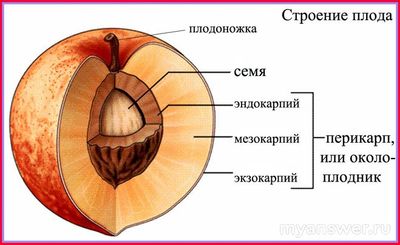 Какие есть русские существительные из 10 букв, причём все буквы различны?