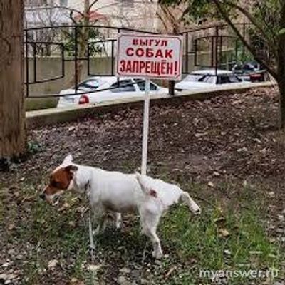 Как отучить нерадивых граждан выгуливать собак на тротуарах?