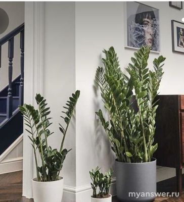 Какие комнатные растения наиболее популярны? Сможете назвать 10 растений?