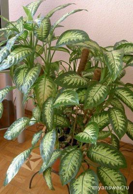 Какие комнатные растения наиболее популярны? Сможете назвать 10 растений?