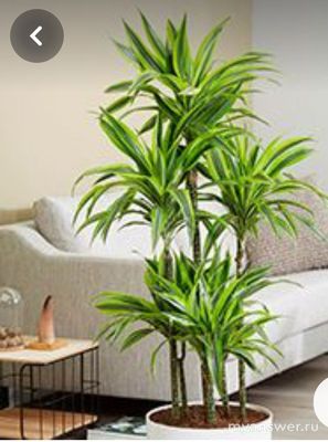 Какие комнатные растения наиболее популярны? Сможете назвать 10 растений?