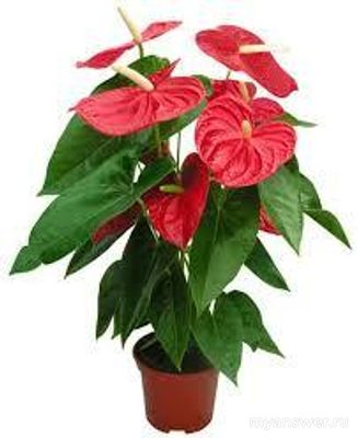 Какие комнатные растения наиболее популярны? Сможете назвать 10 растений?