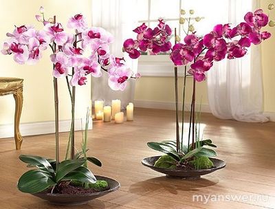 Какие комнатные растения наиболее популярны? Сможете назвать 10 растений?