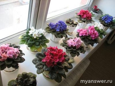 Какие комнатные растения наиболее популярны? Сможете назвать 10 растений?