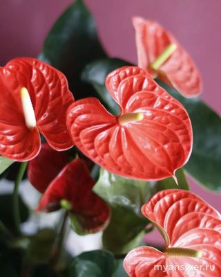 Какие комнатные растения наиболее популярны? Сможете назвать 10 растений?