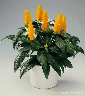 Какие комнатные растения наиболее популярны? Сможете назвать 10 растений?