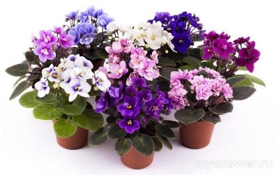 Какие комнатные растения наиболее популярны? Сможете назвать 10 растений?