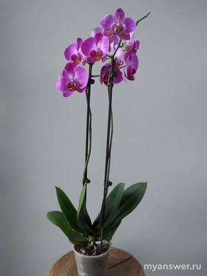 Какие комнатные растения наиболее популярны? Сможете назвать 10 растений?