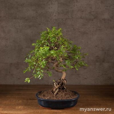 Какие комнатные растения наиболее популярны? Сможете назвать 10 растений?