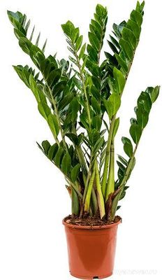 Какие комнатные растения наиболее популярны? Сможете назвать 10 растений?