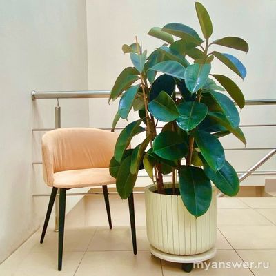 Какие комнатные растения наиболее популярны? Сможете назвать 10 растений?