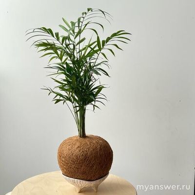 Какие комнатные растения наиболее популярны? Сможете назвать 10 растений?