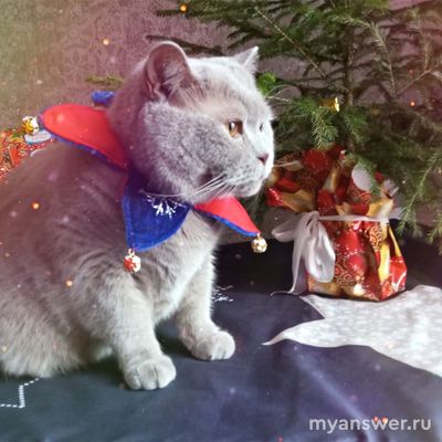 Люди, которые любят животных, действительно живут в несчастье и беде?