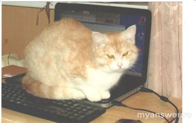 Люди, которые любят животных, действительно живут в несчастье и беде?